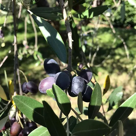 Casa Delle Rondini * Casalini (Perugia)
