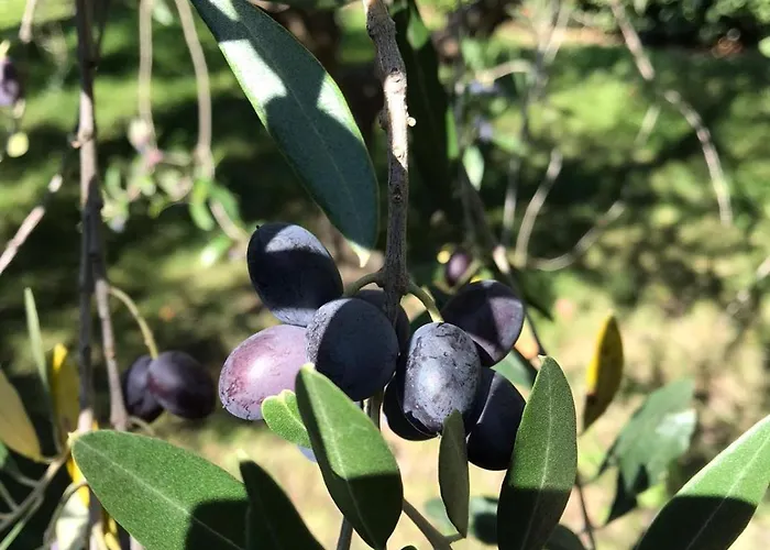 Casa Delle Rondini * Casalini (Perugia)